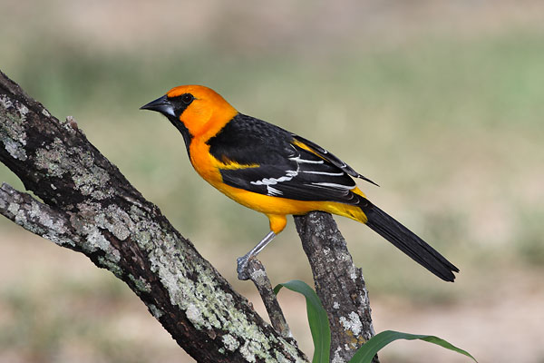 Altamira Oriole © Russ Chantler