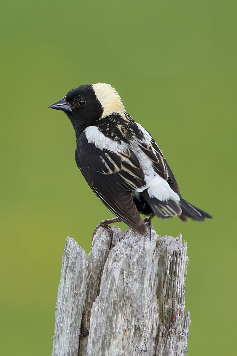 Bobolink © Russ Chantler