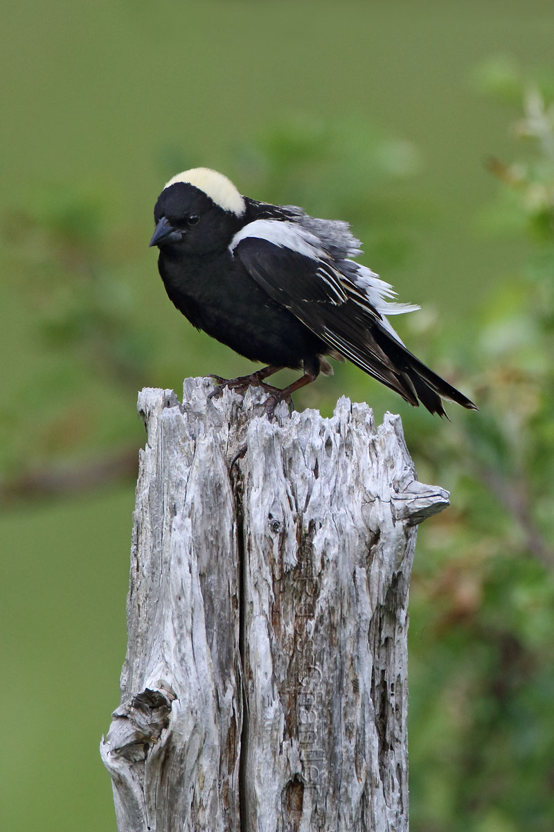 Bobolink © Russ Chantler