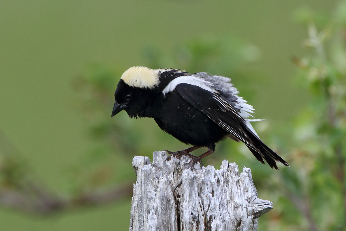 Bobolink © Russ Chantler