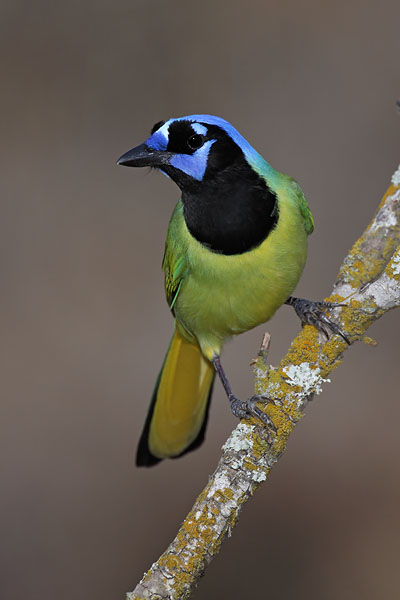 Green Jay © Russ Chantler