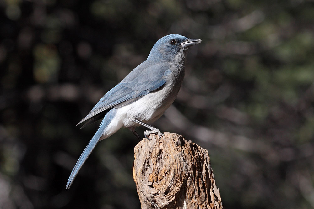 Mexican Jay © Russ Chantler