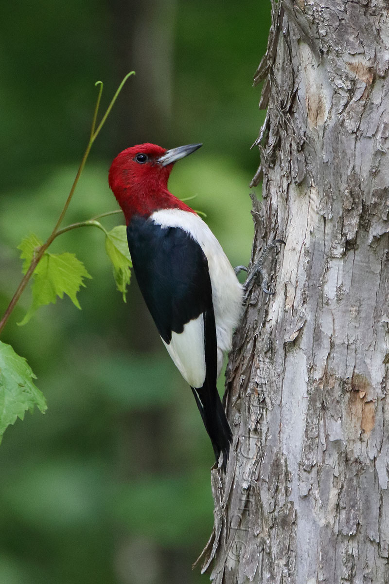 Red-headed Woodpecker © Russ Chantler