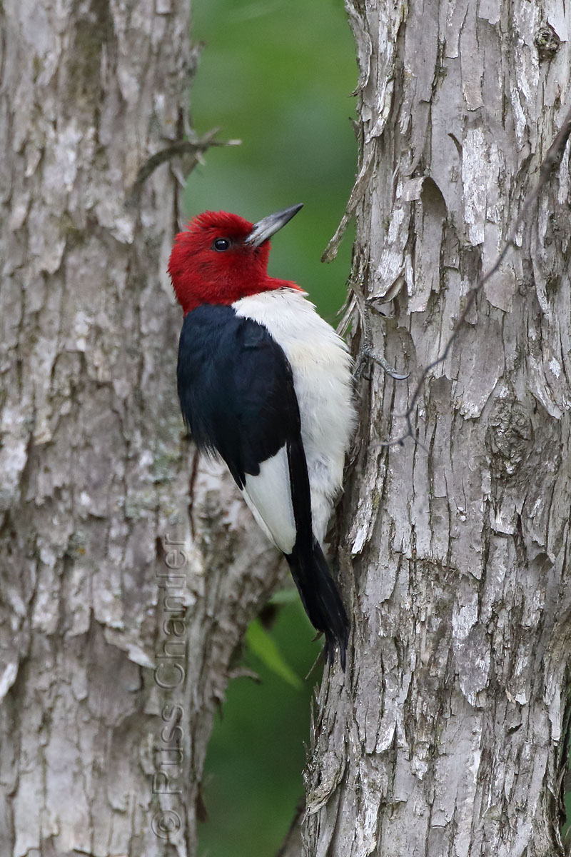 Red-headed Woodpecker © Russ Chantler