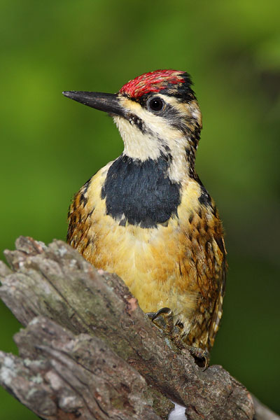 Yellow-bellied Sapsucker © Russ Chantler