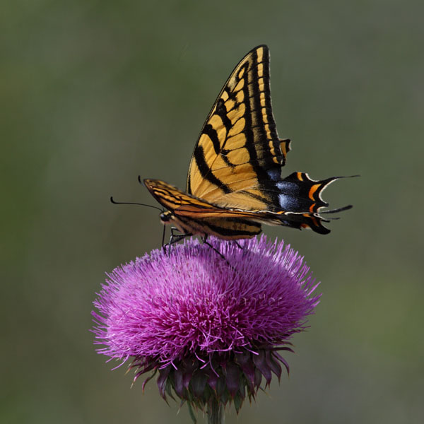 Two-tailed Swallowtail Butterfly © Russ Chantler