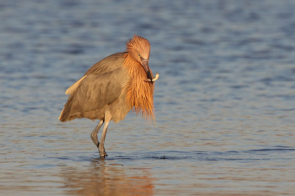 Reddish Egret © Russ Chantler