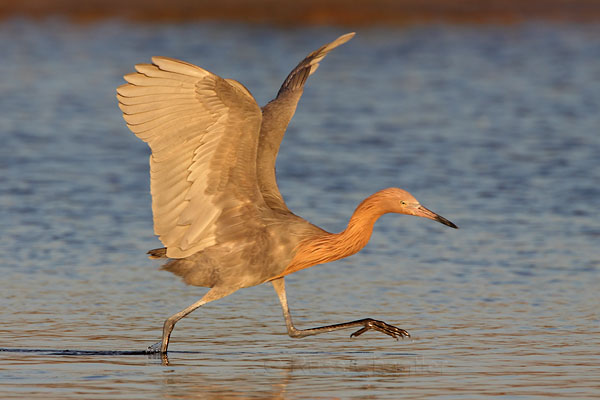 Reddish Egret © Russ Chantler