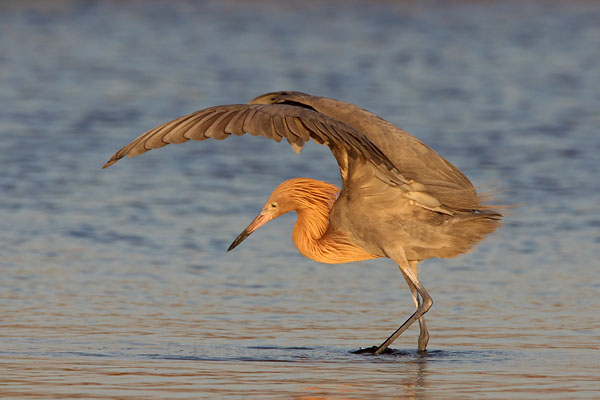 Reddish Egret © Russ Chantler