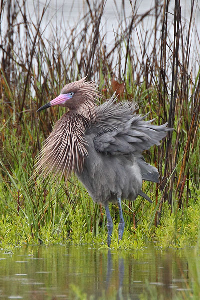 Reddish Egret © Russ Chantler