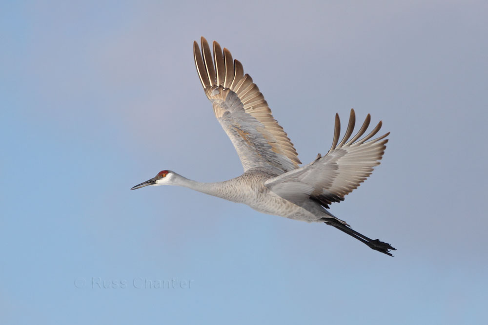 Sandhill Crane © Russ Chantler