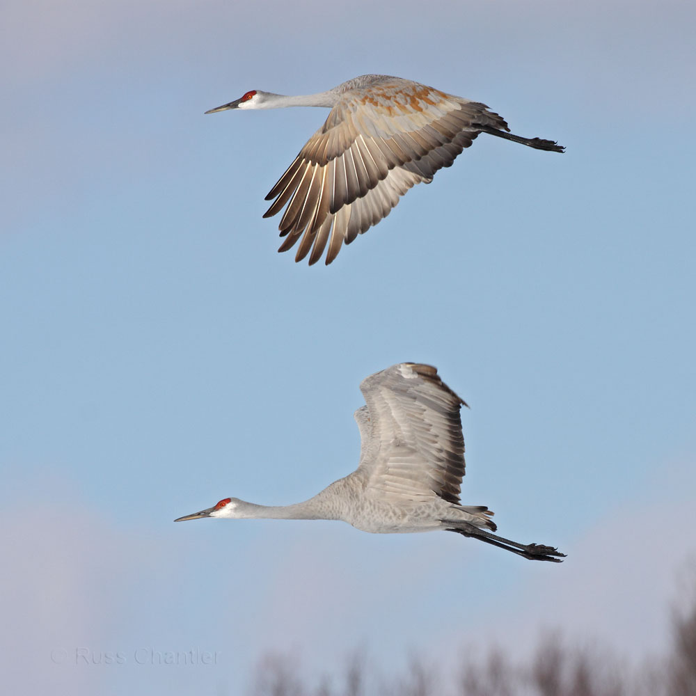 Sandhill Crane © Russ Chantler