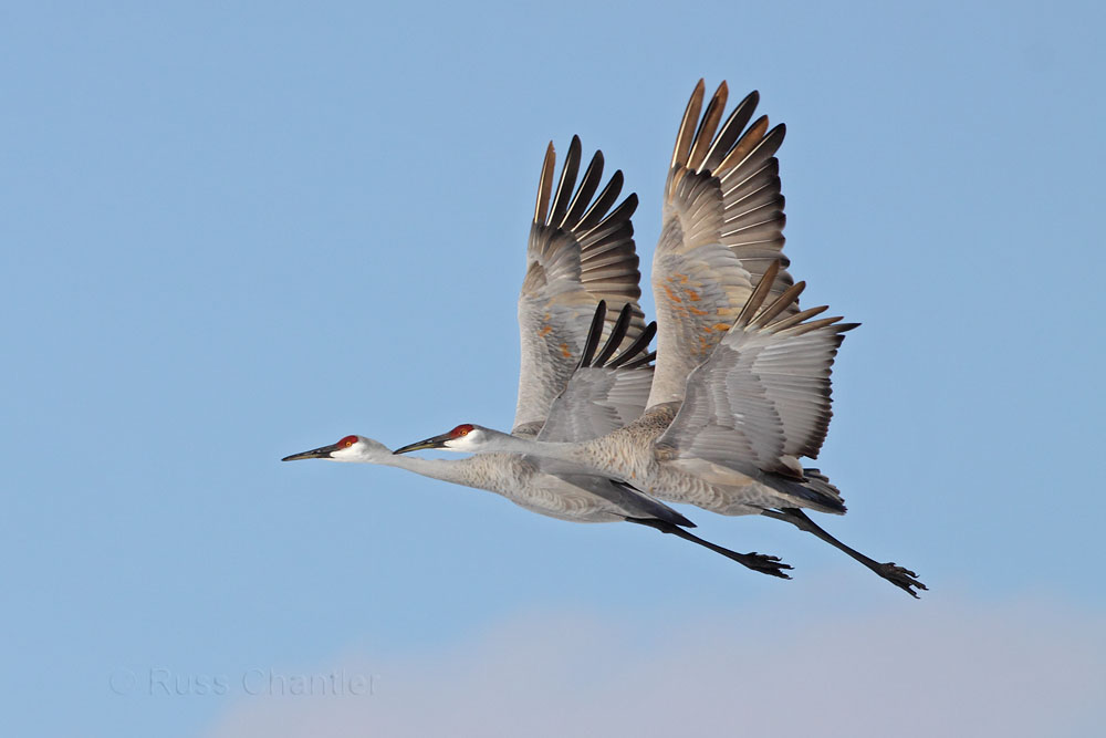 Sandhill Crane © Russ Chantler