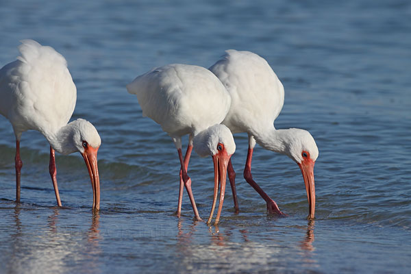 White Ibis © Russ Chantler