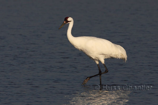 Whooping Crane © Russ Chantler