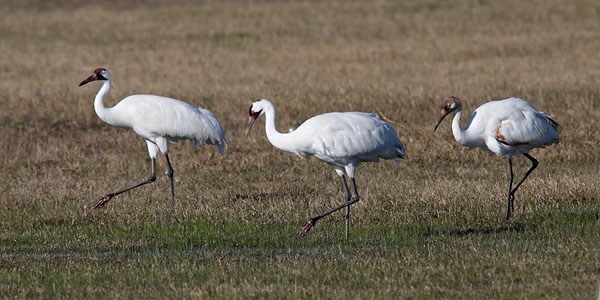 Whooping Crane © Russ Chantler