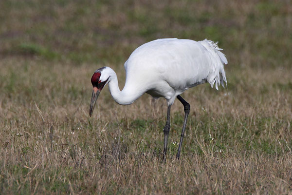 Whooping Crane © Russ Chantler