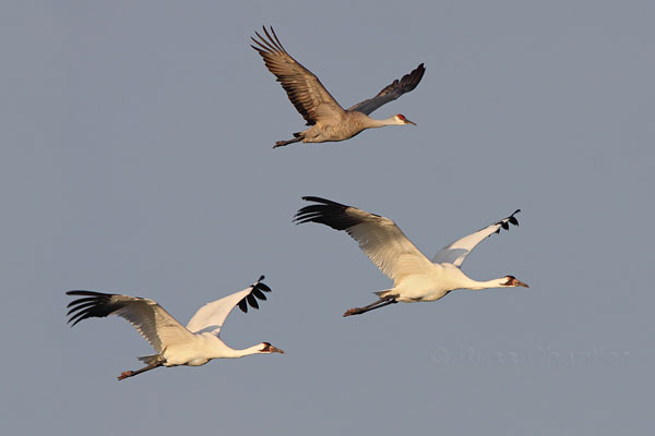 Whooping Crane © Russ Chantler