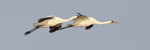 Whooping Crane © Russ Chantler