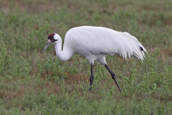 Whooping Crane © Russ Chantler