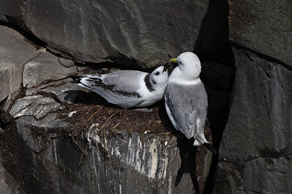 Black-legged Kittiwake © Russ Chantler