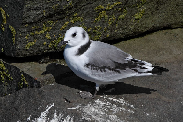 Black-legged Kittiwake © Russ Chantler