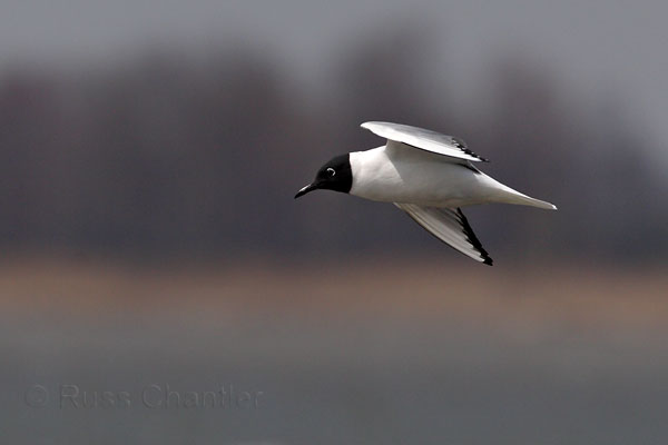 Bonapartes Gull © Russ Chantler