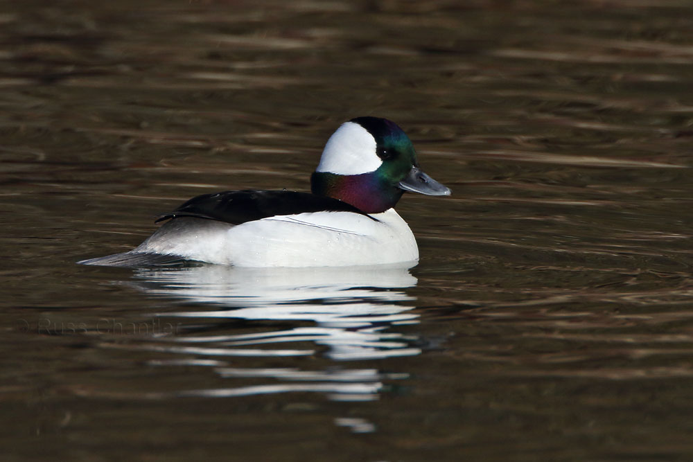 Bufflehead © Russ Chantler