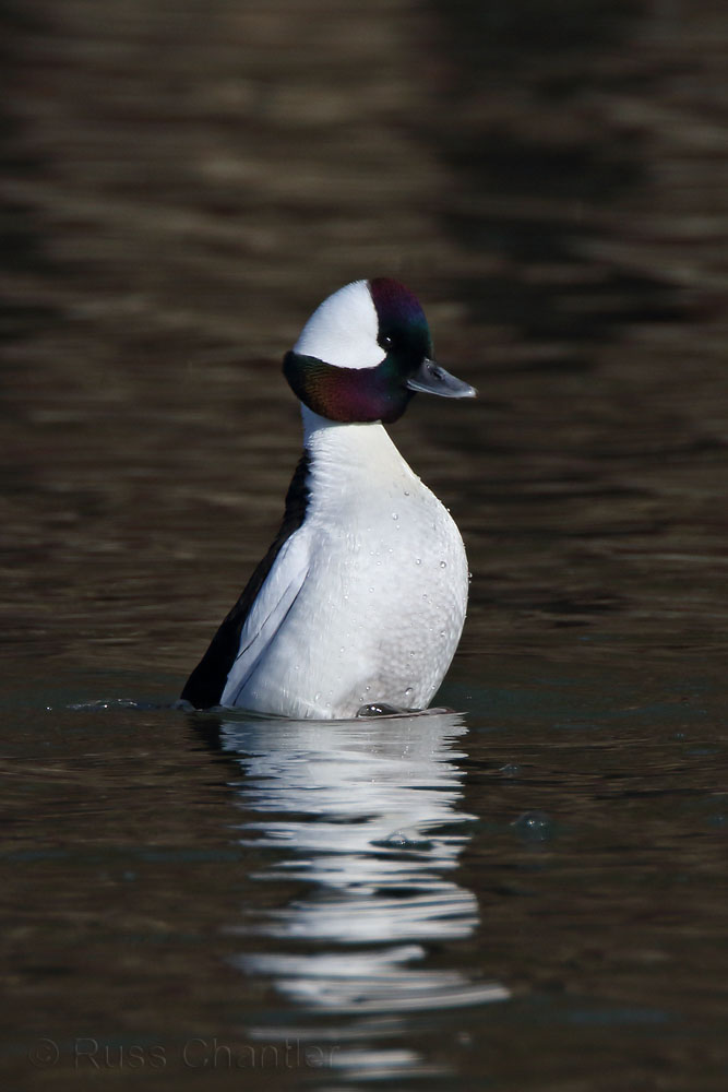 Bufflehead © Russ Chantler