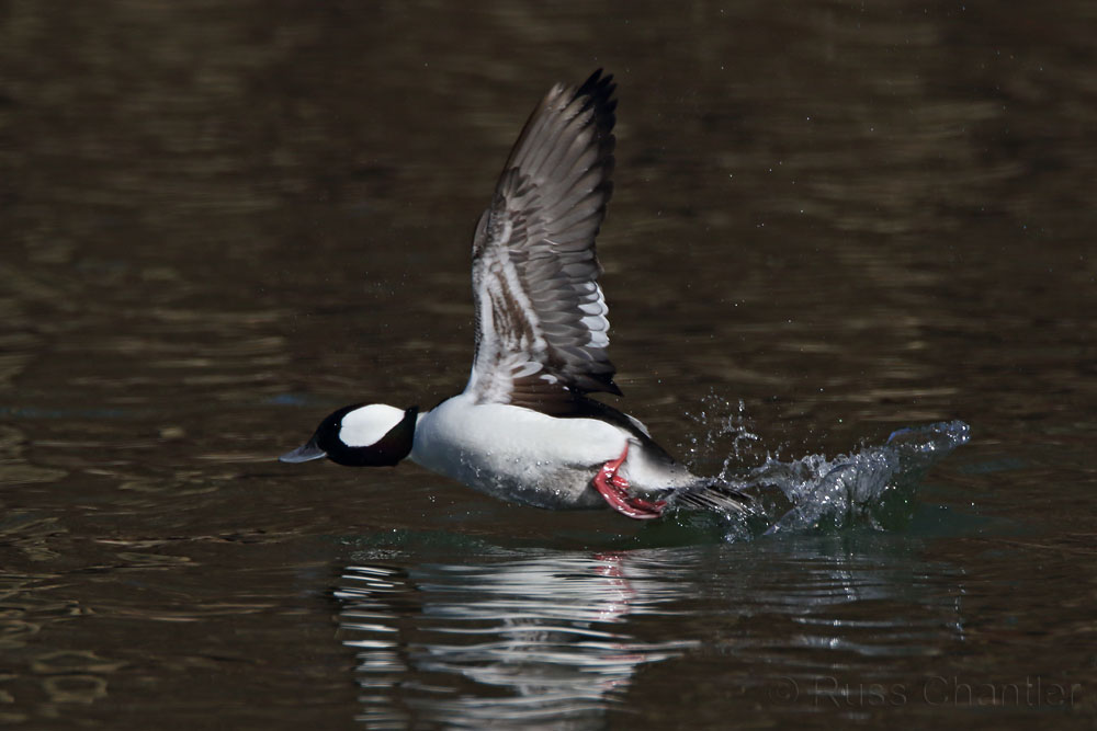 Bufflehead © Russ Chantler