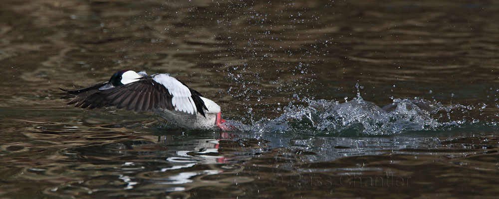 Bufflehead © Russ Chantler