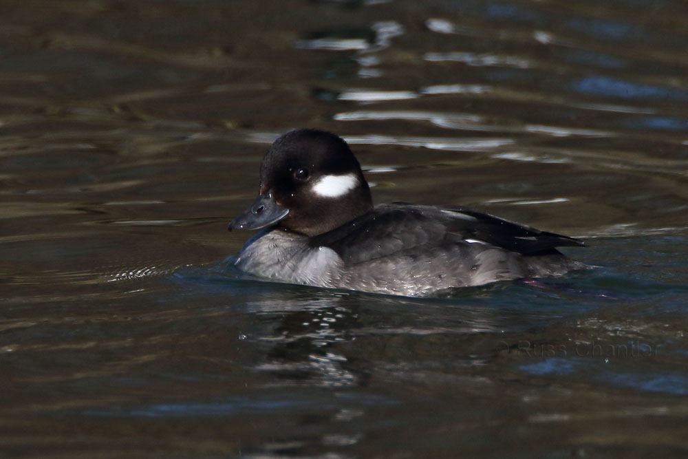 Bufflehead © Russ Chantler