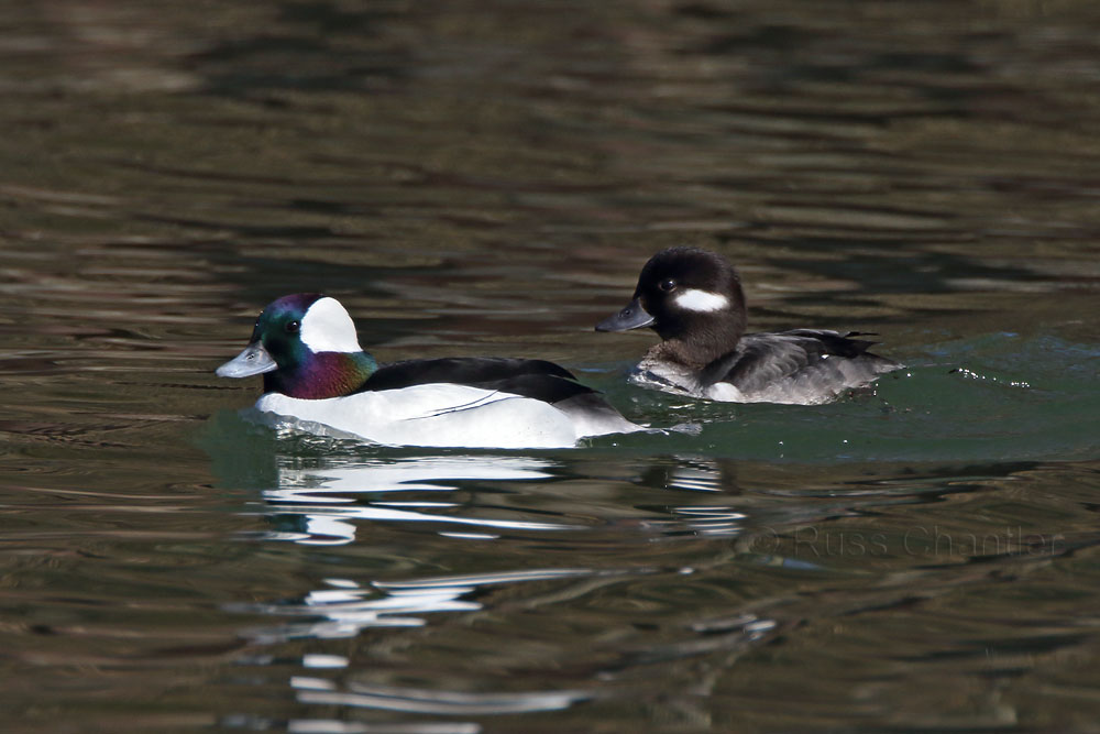 Bufflehead © Russ Chantler