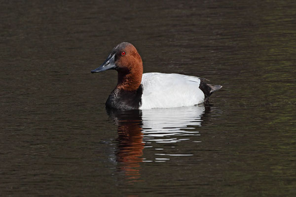 Canvasback © Russ Chantler