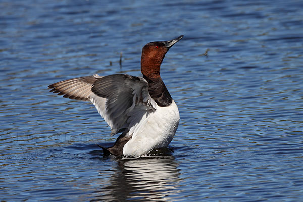 Canvasback © Russ Chantler