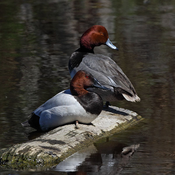 Canvasback © Russ Chantler