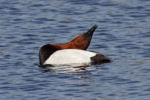 Canvasback © Russ Chantler