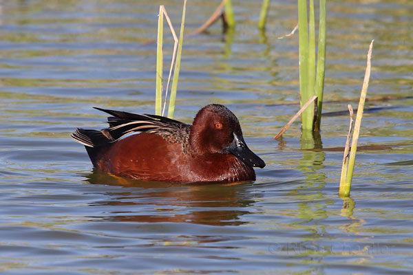 Cinnamon Teal © Russ Chantler