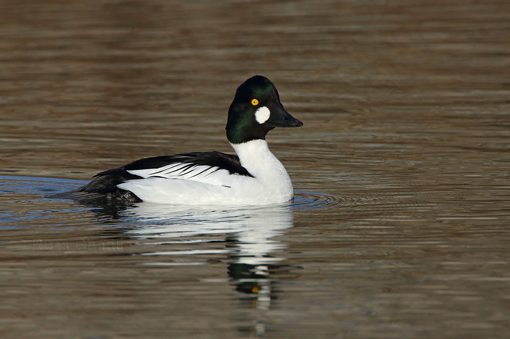 Common Goldeneye © Russ Chantler