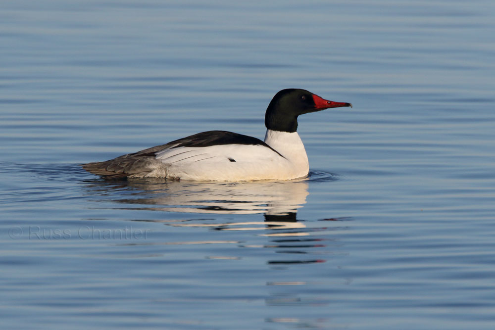 Common Merganser © Russ Chantler