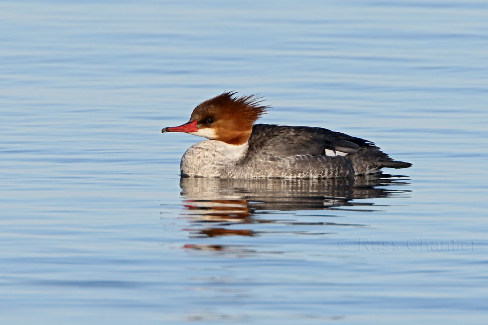 Common Merganser © Russ Chantler