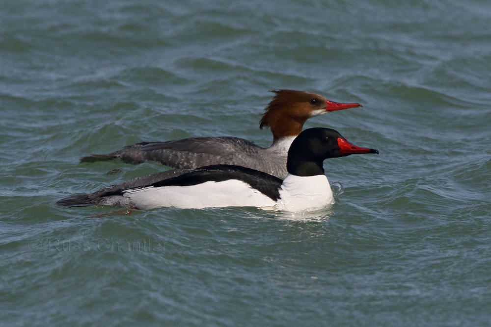 Common Merganser © Russ Chantler