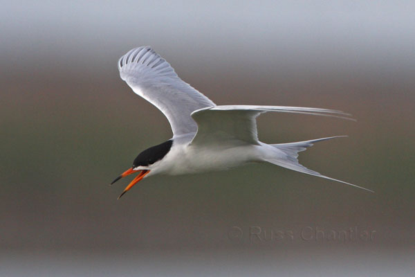 Forster's Tern © Russ Chantler