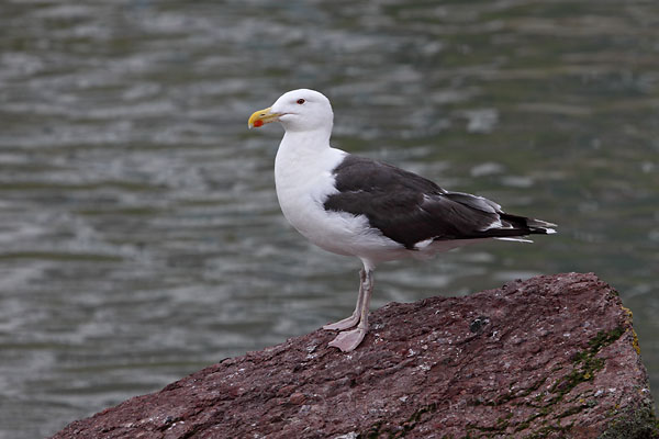 Great Black-backed Gull © Russ Chantler