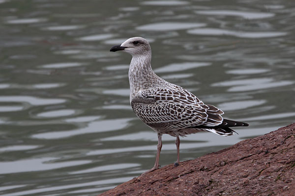 Great Black-backed Gull © Russ Chantler