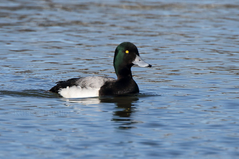 Greater Scaup © Russ Chantler