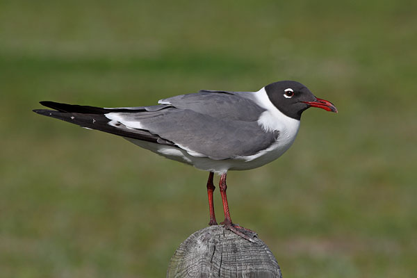 Laughing Gull © Russ Chantler