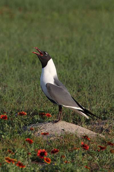 Laughing Gull © Russ Chantler