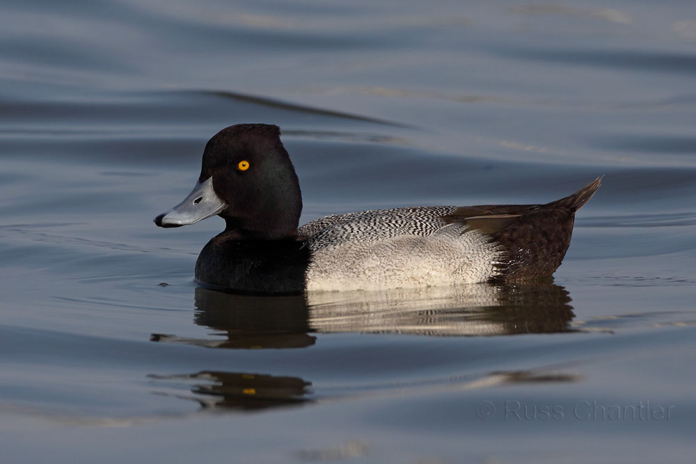 Lesser Scaup © Russ Chantler