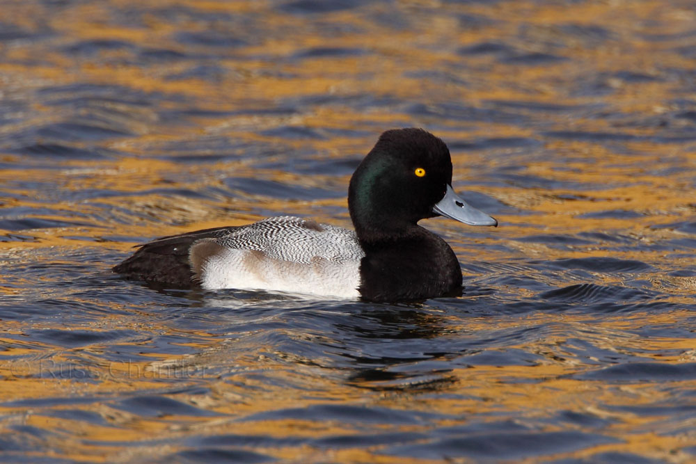 Lesser Scaup © Russ Chantler